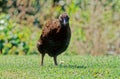 Il weka Gallirallus australis Sparrman