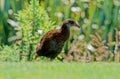 Il weka Gallirallus australis Sparrman Royalty Free Stock Photo