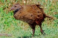 Il weka Gallirallus australis Sparrman