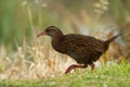 Gallirallus australis - Weka in New Zealand Southern Island