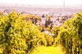 Late summer wine hike on the Wilhelminenberg in Vienna, Austria Royalty Free Stock Photo