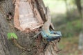 Galliwasp on tree.