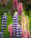 Beautiful Gallery Pink Lupins in full bloom in the walled gardens at Rousham House and Gardens