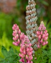 Beautiful Gallery Pink Lupins in full bloom in the walled gardens at Rousham House and Gardens