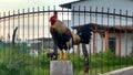 Gallo cantando al amanecer en la granja