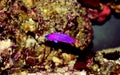 Orchid Dottyback - Pseudochromis fridmani Royalty Free Stock Photo