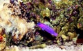 Orchid Dottyback - Pseudochromis fridmani Royalty Free Stock Photo