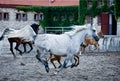 Gallop arabian horses Royalty Free Stock Photo