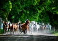 Gallop arabian horses Royalty Free Stock Photo