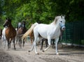 Gallop arabian horses Royalty Free Stock Photo