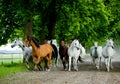 Gallop arabian horses Royalty Free Stock Photo