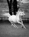 Gallop arabian horses Royalty Free Stock Photo