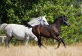 Gallop arabians horses Royalty Free Stock Photo