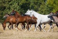 Gallop arabians horses Royalty Free Stock Photo