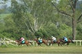 Gallop in steeplechase in Lysa nad Labem Royalty Free Stock Photo