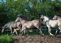 Gallopin arabian horses Royalty Free Stock Photo