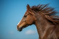 Galloping arabian horse with blue sky as background Royalty Free Stock Photo