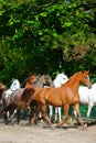 Galloping arabian horses Royalty Free Stock Photo