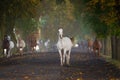 Galloping arabian horses