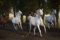 Galloping arabian horses