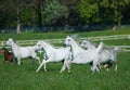 Galloping Arabian horses