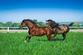 Galloping Arabian horses Royalty Free Stock Photo