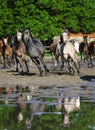 Galloping arabian horses on the wet pasture Royalty Free Stock Photo