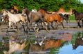 Galloping arabian horses on the wet pasture Royalty Free Stock Photo