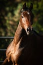 Galloping Arabian Stallion ears forward and nostrils flared