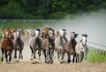 Galloping arabians stallions