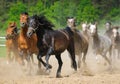 Galloping arabians stallions