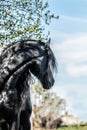 Galloping Friesian stallion