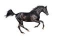 Galloping black stallion isolated on white