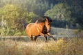 Galloping chestnut horse in the sunset Royalty Free Stock Photo