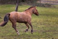 Galloping Criollo Horse free in a meadow Royalty Free Stock Photo