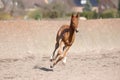 Galloping foal Royalty Free Stock Photo