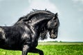 A beautiful Frisian stallion running free.