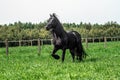 A beautiful Frisian stallion running free.