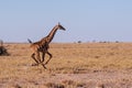 Galloping Giraffe in Namibia