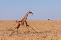 Galloping Giraffe in Namibia