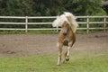 Galloping Haflinger Royalty Free Stock Photo