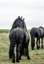 Galloping herd of friesian mares