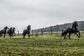 Galloping herd of friesian mares