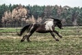 Galloping herd of friesian mares