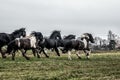 Galloping herd of friesian mares