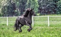 Galloping herd of friesian mares