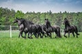 Galloping herd of friesian mares