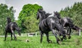 Galloping herd of friesian mares