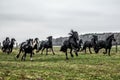 Galloping herd of friesian mares