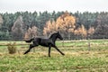 Galloping herd of friesian mares